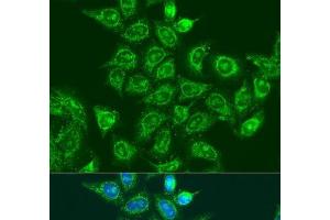 Immunofluorescence analysis of U2OS cells using UBE2A Polyclonal Antibody at dilution of 1:100. (UBE2A antibody)