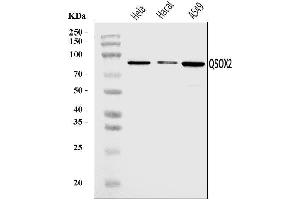 Western blot analysis of QSOX2 using anti-QSOX2 antibody (ABIN7599640). (QSOX2 antibody  (AA 102-523))