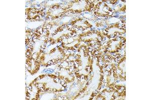 Immunohistochemistry of paraffin-embedded Mouse kidney using TR antibody (ABIN1683134, ABIN5664756, ABIN5664758 and ABIN6220605) at dilution of 1:100 (40x lens). (TRAP1 antibody  (AA 445-704))