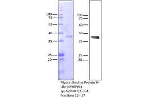 Western Blotting (WB) image for Myosin Binding Protein H-Like (MYBPHL) (AA 1-354) protein (Strep Tag) (ABIN3108544) (MYBPHL Protein (AA 1-354) (Strep Tag))
