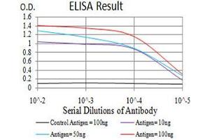 Black line: Control Antigen (100 ng),Purple line: Antigen (10 ng), Blue line: Antigen (50 ng), Red line:Antigen (100 ng) (DNMT1 antibody  (AA 1317-1616))