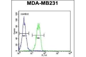 B4GALT6 Antibody (C-term) (ABIN654654 and ABIN2844350) flow cytometric analysis of MDA-M cells (right histogram) compared to a negative control cell (left histogram). (B4GALT6 antibody  (C-Term))