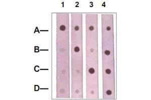 Dot Blot : 1 ug peptide was blot onto NC membrane. (CTNNB1 antibody  (pSer37))