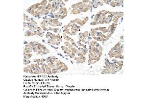 Rabbit Anti-FARS2 Antibody  Paraffin Embedded Tissue: Human Muscle Cellular Data: Skeletal muscle cells Antibody Concentration: 4. (FARS2 antibody  (N-Term))