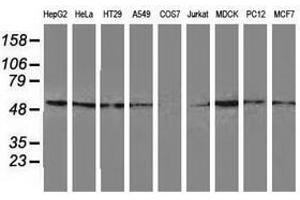 Image no. 1 for anti-Glutathione Synthetase (GSS) antibody (ABIN1498539) (Glutathione Synthetase antibody)