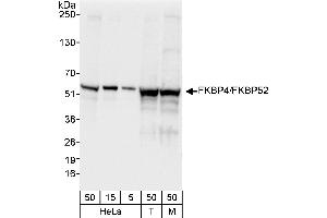 Western Blotting (WB) image for anti-FK506 Binding Protein 4, 59kDa (FKBP4) (AA 1-50) antibody (ABIN7454535)