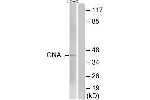 Western blot analysis of extracts from LOVO cells, using GNAL antibody.