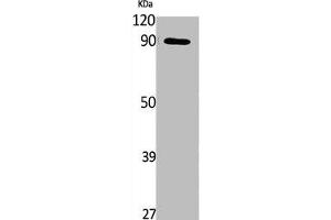 Western Blot analysis of NIH-3T3, cells using Phospho-MLK3 (S674) Polyclonal Antibody (MAP3K11 antibody  (pSer674))
