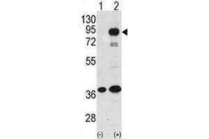Western Blotting (WB) image for anti-Prospero Homeobox 1 (PROX1) (AA 492-522) antibody (ABIN3032348)