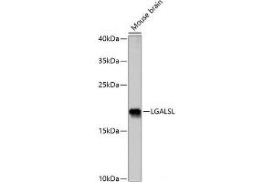 Western blot analysis of extracts of Mouse brain using LGALSL Polyclonal Antibody at dilution of 1:1000. (GRP antibody)