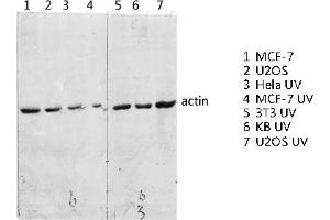 Western blot analysis of various lysis using Actin Polyclonal Antibody diluted at 1:2000. (Actin antibody  (AA 300-380))