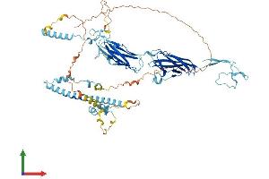 AlphaFold protein structure predicition of Mouse Recombinant Dlec1 Protein, UniprotID Q8BLA1 (DLEC1 Protein (AA 1-635) (His tag))