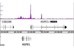 CTBP2 antibody (pAb) tested by ChIP-Seq.