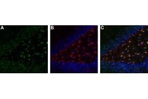 Expression of TrkA in rat brain hippocampal dentate gyrus - Immunohistochemical staining of immersion-fixed, free floating rat brain frozen sections. (TRKA antibody  (2nd Extracellular Domain))