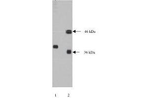 Lane 1. (NPDC1 antibody)