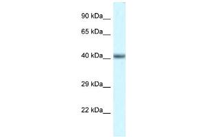 WB Suggested Anti-Pou4f3 Antibody   Titration: 1. (POU4F3 antibody  (N-Term))
