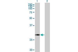 Western Blot analysis of TFPI2 expression in transfected 293T cell line by TFPI2 MaxPab polyclonal antibody. (TFPI2 antibody  (AA 1-235))