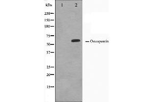 Western blot analysis on LOVO cell lysate using Osteopontin Antibody. (Osteopontin antibody  (C-Term))