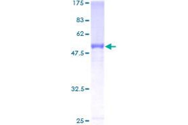 CFHR2 Protein (AA 19-270) (GST tag)