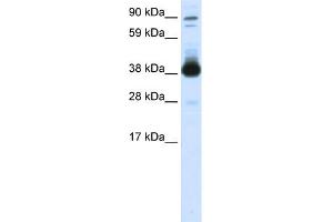 WB Suggested Anti-FOXH1 Antibody Titration:  0. (FOXH1 antibody  (Middle Region))