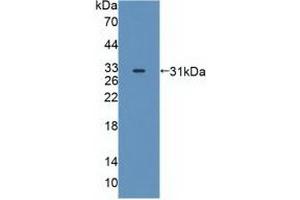Western blot analysis of recombinant Human MAPK12. (MAPK12 antibody  (AA 27-311))