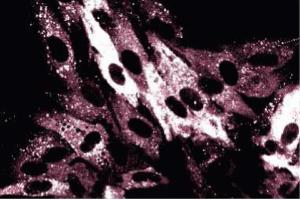 Immunofluorescence staining on FHs cells (normal human fetal lung fibroblasts, ATCC HTB-157). (p62 Lck Ligand (AA 257-437) antibody)