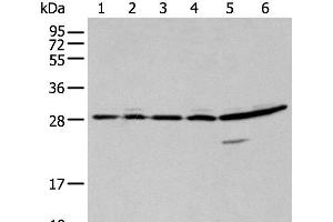 Western blot analysis of 293T A549 and Hela cell using SFN Polyclonal Antibody at dilution of 1:250 (14-3-3 sigma/SFN antibody)