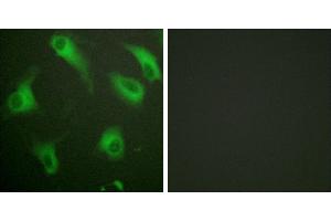 Peptide - +Immunofluorescence analysis of HeLa cells, using CD88/C5aR (Ab-338) antibody. (C5AR1 antibody  (Ser338))