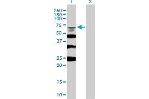 Western Blot analysis of RMI1 expression in transfected 293T cell line by RMI1 MaxPab polyclonal antibody.