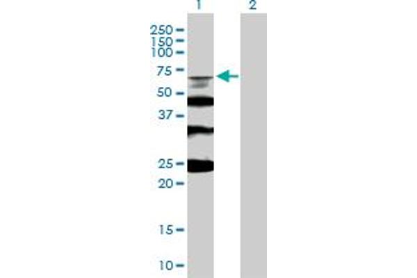 RMI1 抗体  (AA 1-470)