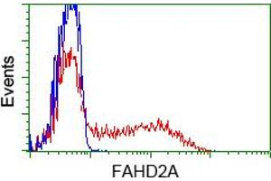 HEK293T cells transfected with either pCMV6-ENTRY FAHD2A (RC211128) (Red) or empty vector control plasmid (Blue) were immunostained with anti-FAHD2A mouse monoclonal (ABIN2453018), and then analyzed by flow cytometry. (FAHD2A antibody)