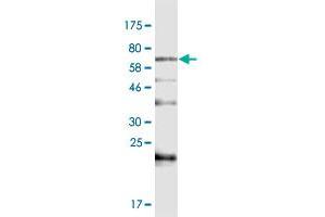 Western Blot detection against Immunogen (82. (BAIAP2L1 antibody  (AA 1-511))