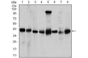 Western blot analysis using PPM1A mouse mAb against Jurkat (1), Jurkat (2), A431 (3), HeLa (4), HEK293 (5), Raji (6), MCF-7 (7), and COS7 (8) cell lysate. (PPM1A antibody  (AA 202-382))