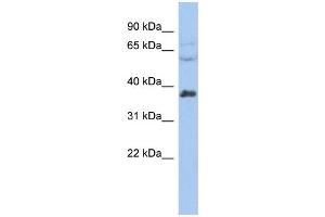 WB Suggested Anti-RALY Antibody Titration:  0.