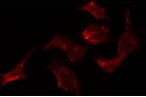 ABIN6278567 staining HepG2 by IF/ICC. (ELAV2/4 antibody)