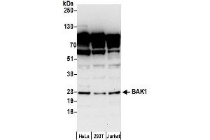 Western Blotting (WB) image for anti-BCL2-Antagonist/killer 1 (BAK1) (AA 50-100) antibody (ABIN7453258)