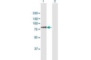 Western Blot analysis of EZR expression in transfected 293T cell line by EZR MaxPab polyclonal antibody. (Ezrin antibody  (AA 1-586))