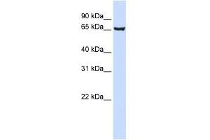 WB Suggested Anti-SOX13 Antibody Titration: 0. (SOX13 antibody  (Middle Region))