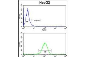 Flow cytometry analysis of HepG2 cells (bottom histogram) compared to a negative control cell (top histogram). (HOMER1 antibody  (N-Term))