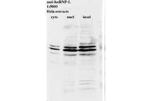 Western blot for anti-hnRNP-L on HeLa cell extracts (HNRNPL antibody)