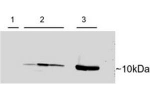Image no. 3 for anti-Parvalbumin (PVALB) (C-Term) antibody (ABIN374572) (PVALB antibody  (C-Term))