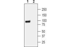Western blot analysis of human Colo-205 colon adenocarcinoma cell lysate: - 1. (SLC9A3 antibody  (Intracellular))