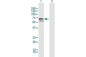Western Blot analysis of HRG expression in transfected 293T cell line by HRG MaxPab polyclonal antibody.