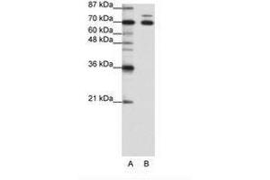 Image no. 1 for anti-Tripartite Motif Containing 16 (TRIM16) (N-Term) antibody (ABIN203210) (TRIM16 antibody  (N-Term))