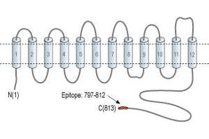 Representative domain view of the target of ABIN7885520.