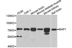 Western blot analysis of extracts of various cell lines, using BAP1 antibody. (BAP1 antibody  (AA 460-729))
