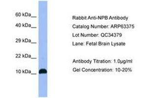 Image no. 1 for anti-Neuropeptide B (NPB) (AA 64-113) antibody (ABIN6749977) (Neuropeptide B antibody  (AA 64-113))