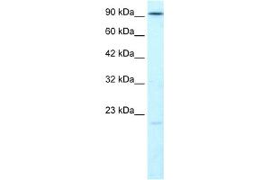 LIG4 antibody  (N-Term)