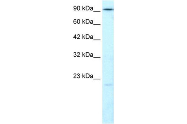 LIG4 antibody  (N-Term)