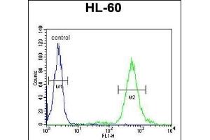 T131L Antibody (C-term) (ABIN651155 and ABIN2840102) flow cytometric analysis of HL-60 cells (right histogram) compared to a negative control cell (left histogram). (TMEM131L antibody  (C-Term))